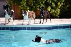 Request Quote: Doggie Daycare and Dog Boarding Services - North Las Vegas, NV