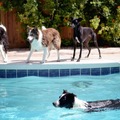 Doggie Daycare and Dog Boarding Services - North Las Vegas, NV