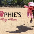 Sophie's Play Place - Dog Sitting and Boarding - Los Angeles, CA