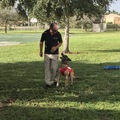 Sit Means Sit Palm Beach - Dog Training Service - Boynton Beach, FL