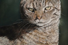 Request Quote: Willington CT Pet Portraits in Pastel - Painter Artist - Nationwide