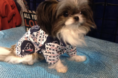 Request Quote: Custom Designed Handcrafted Pet Apparel - Houston, TX