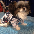 Custom Designed Handcrafted Pet Apparel - Houston, TX