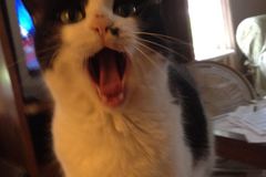 Request Quote: Carrie's Cat Sitting Service - Wellsville, NY