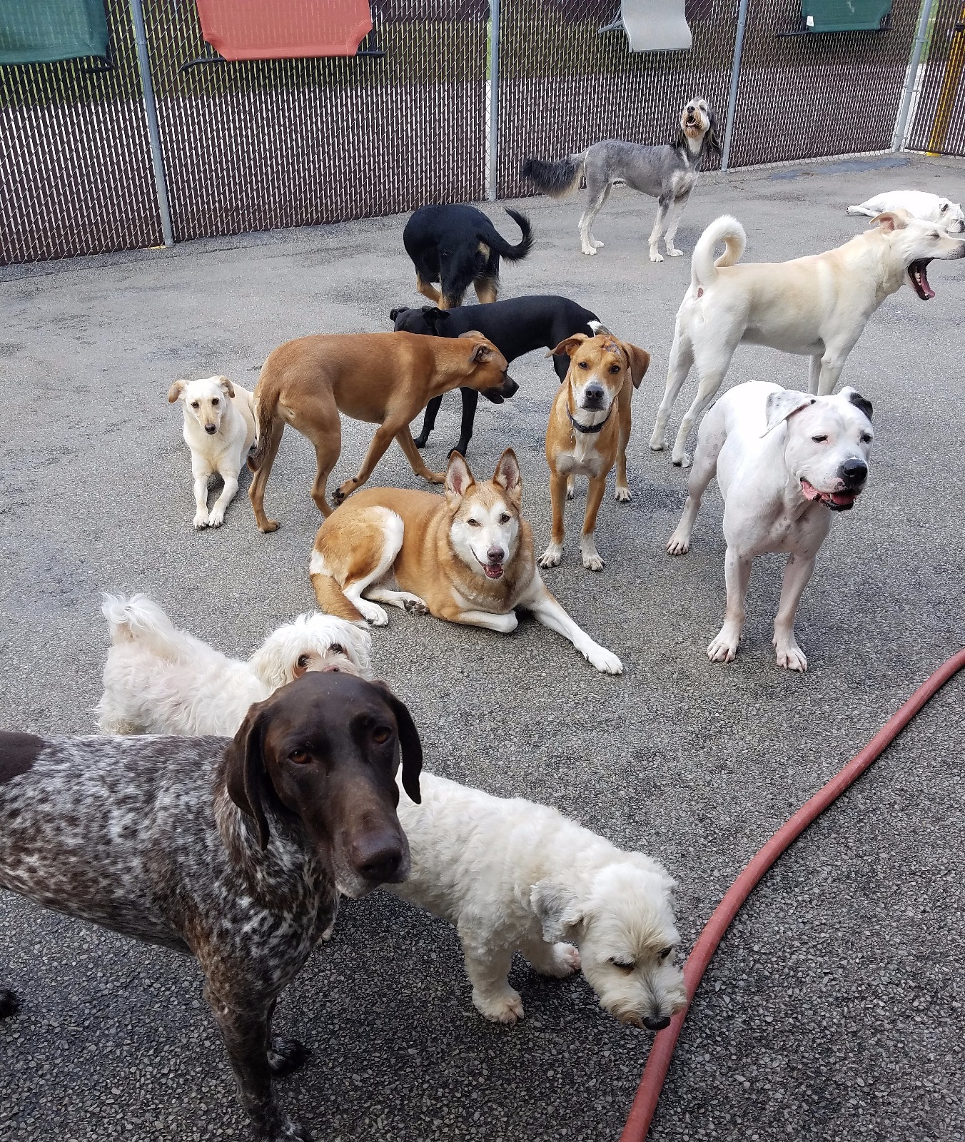 Cage Free Dog Daycare & Dog Boarding Prospect Heights, IL