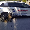 All American Dog Training Academy - Valrico, FL