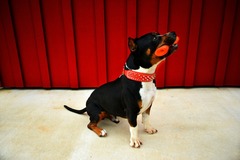 Request Quote: REkALIBRATED K9 | Professional Private Dog Training  - Auburn, AL