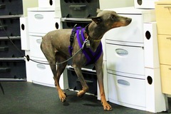 Request Quote: Fido's Nosework - Private Dog Training - Menomonie, WI
