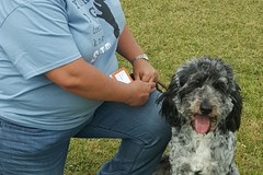 Request Quote: Dog Problems?  We Can Help!  Dog Gone Good Training - Columbus, GA