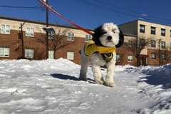 Request Quote: Trusting & Loving Dog Walker/Pet Sitter - Jersey City, NJ