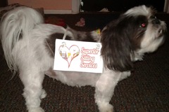 Request Quote: Superior Pet Sitting Services - Dog Walking and Pet Taxi  - Gulfport, FL