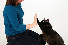 Request Quote: Cat Behavior Specialist and Trainer - Denver, CO