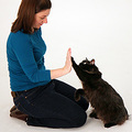 Cat Behavior Specialist and Trainer - Denver, CO