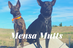 Request Quote: Breakthrough Call with the Dog Trainer - San Jose, CA