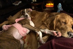 Request Quote: Best Friends Furever - Pet Sitting and Dog Walking - Wappingers Falls, NY