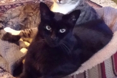 Request Quote: Paws 'n Hand Pet Sitting and Dog Walking - Oakland, CA