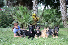 Request Quote: Shelzsmide K9’S - Dog Boarding and More - Naples, FL