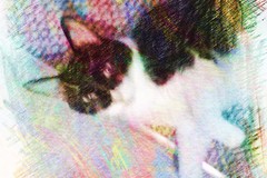 Request Quote: Professional Cat Sitter in North Shore area - Northfield, IL