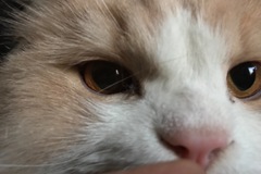 Request Quote: Pawsitive Energy - Dog Walking Services - Pet Sitting Too! - San Mateo, CA