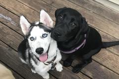 Request Quote: Briana's DogVacay LLC - Pet Sitting Service - Cranston, RI
