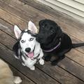 Briana's DogVacay - Pet Sitting Service - Cranston, RI
