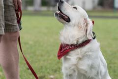 Request Quote: Cadence K9 - Enjoy Life - Private Dog Training - Miami, FL