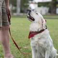 Cadence K9 - Enjoy Life - Private Dog Training - Miami, FL