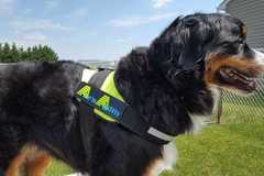 Request Quote: Ace'n Agility - Dog  and Puppy Training - La Vista, NE