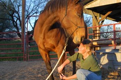 Request Quote: At Ease Bodywork LLC - Equine Massage Care - Brownsville, MN