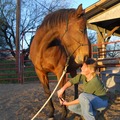 At Ease Bodywork - Animal and Equine Massage Care - Brownsville, MN