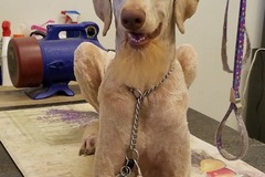 Request Quote: Casper's Pet Grooming - Mobile Dog and Cat Groomer - Glendale, AZ