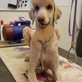 Casper's Pet Grooming - Mobile Dog and Cat Groomer - Glendale, AZ
