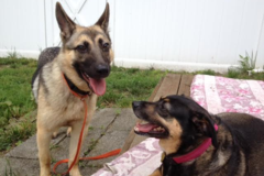 Request Quote: Aunt Tami's Pet Sitting, LLC of North Jersey available today