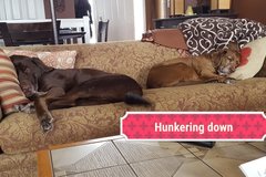 Request Quote: Boulevard Bark In-Home Pet Sitting and Specialized Pet Care - Bellingham, WA