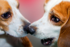 Request Quote: Brickyard Kennel & Purse Dog Social Club - Pet Boarding - Millcreek, UT