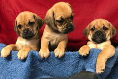 Request Quote: Cheyenne Farm Kennel - Pet Boarding - Bradford, RI