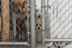 Request Quote: Circle Kennel Club - Pet Boarders - Green Bay, WI
