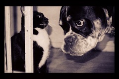 Request Quote: Tara Hornich - Animal Reiki Practitioner - South Bend, IN