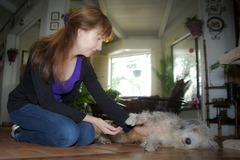 Request Quote: Animal Reiki Source - Nationwide