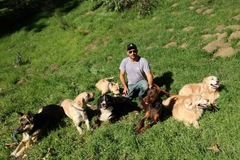 Request Quote: Alpha K9 Training Services LLC - Dog Trainer - Los Angeles, CA