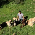 Alpha K9 Training Services - Private Dog Trainer - Los Angeles, CA
