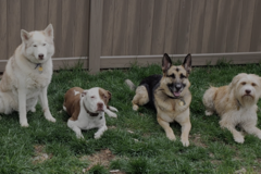 Request Quote: Fido Fidelis Professional Private Dog Training - Rutherford, NJ
