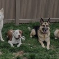Fido Fidelis Professional Private Dog Training - Rutherford, NJ