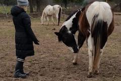 Request Quote: The Spiral Paths - Animal Reiki Practitioner - Nationwide