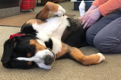 Request Quote: Lively Animal Massage - Franklin, MA