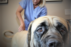 Request Quote: Dr. Irven Animal Chiropractic - Fort Collins, CO