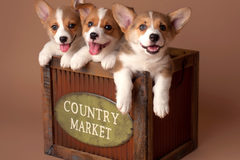 Request Quote: Gina Sierra Pet Photography - Danbury, CT