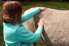 Request Quote: Pet and Equine Reiki Sessions and Classes - Nationwide