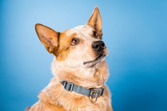 Request Quote: Justin Roskowske Pet Portrait Photographer - St Peters, MO