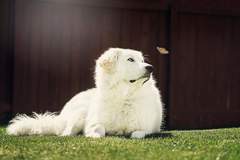 Request Quote: Noses and Toes Pet Photography - Spokane, WA